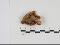 乳菇屬藏品圖，第3張