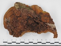 登錄號:F0034527藏品圖，第3張