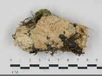 登錄號:F0034536藏品圖，第1張