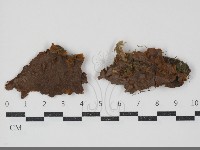 刺革菌屬藏品圖，第1張