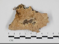 登錄號:F0034540藏品圖，第1張