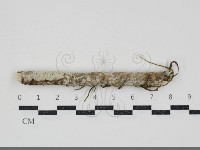 登錄號:F0034541藏品圖，第1張