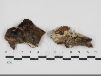 煙管菌藏品圖，第1張