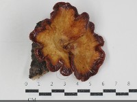 登錄號:F0034547藏品圖，第1張