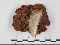 登錄號:F0034547藏品圖，第3張