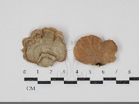 蠔韌革菌藏品圖，第1張