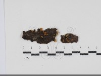登錄號:F0034556藏品圖，第1張