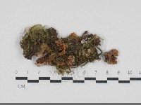 登錄號:F0034562藏品圖，第1張