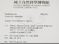 蠔韌革菌藏品圖，第2張