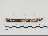 登錄號:F0034569藏品圖，第1張