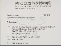 木齒菌屬藏品圖，第2張