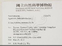 裂褶菌藏品圖，第2張