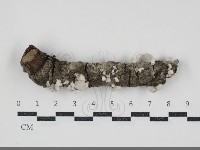 裂褶菌藏品圖，第1張