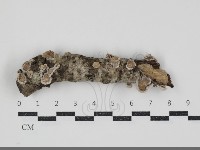 裂褶菌藏品圖，第3張