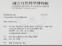 齒耳菌屬藏品圖，第2張