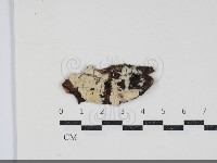 齒耳菌屬藏品圖，第1張