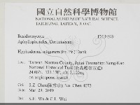 剛毛絲皮菌藏品圖，第2張