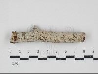 剛毛絲皮菌藏品圖，第1張