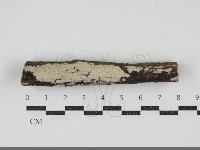 齒耳菌屬藏品圖，第1張