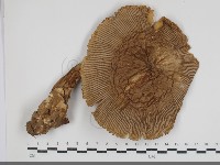 登錄號:F0034599藏品圖，第1張