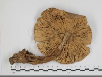登錄號:F0034599藏品圖，第3張