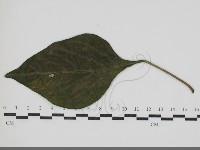 登錄號:F0034601藏品圖，第1張