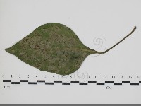 登錄號:F0034601藏品圖，第3張