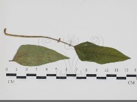 登錄號:F0034603藏品圖，第1張