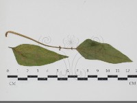 登錄號:F0034603藏品圖，第3張