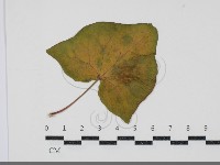 白粉病藏品圖，第1張