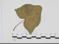 白粉病藏品圖，第3張