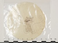 登錄號:F0034611藏品圖，第1張