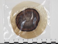 登錄號:F0034612藏品圖，第1張
