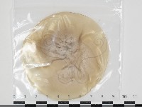 登錄號:F0034617藏品圖，第1張