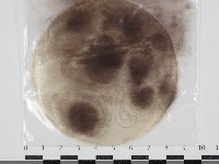 登錄號:F0034619藏品圖，第1張