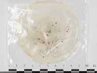 登錄號:F0034620藏品圖，第1張