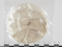 登錄號:F0034621藏品圖，第1張