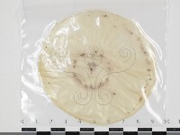 登錄號:F0034622藏品圖，第1張