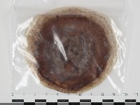 登錄號:F0034623藏品圖，第1張