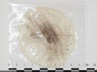 登錄號:F0034624藏品圖，第1張