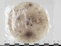 登錄號:F0034625藏品圖，第1張