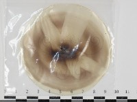 登錄號:F0034630藏品圖，第1張