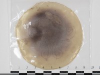 登錄號:F0034635藏品圖，第1張