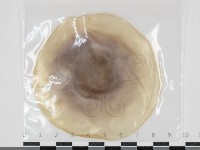 登錄號:F0034636藏品圖，第1張