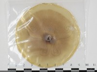 登錄號:F0034637藏品圖，第1張