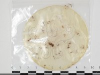 登錄號:F0034639藏品圖，第1張