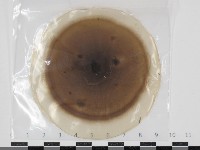 登錄號:F0034642藏品圖，第1張