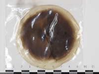 登錄號:F0034645藏品圖，第1張