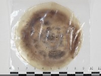 登錄號:F0034646藏品圖，第1張