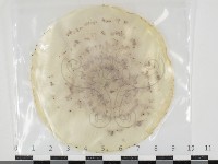 登錄號:F0034648藏品圖，第1張